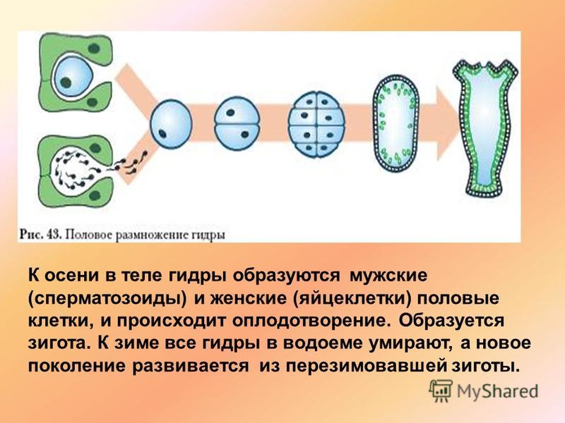 Kraken ссылка kraken014 com